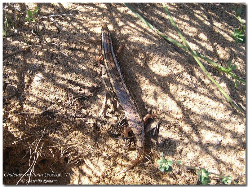 Chalcides ocellatus fresco di giornata